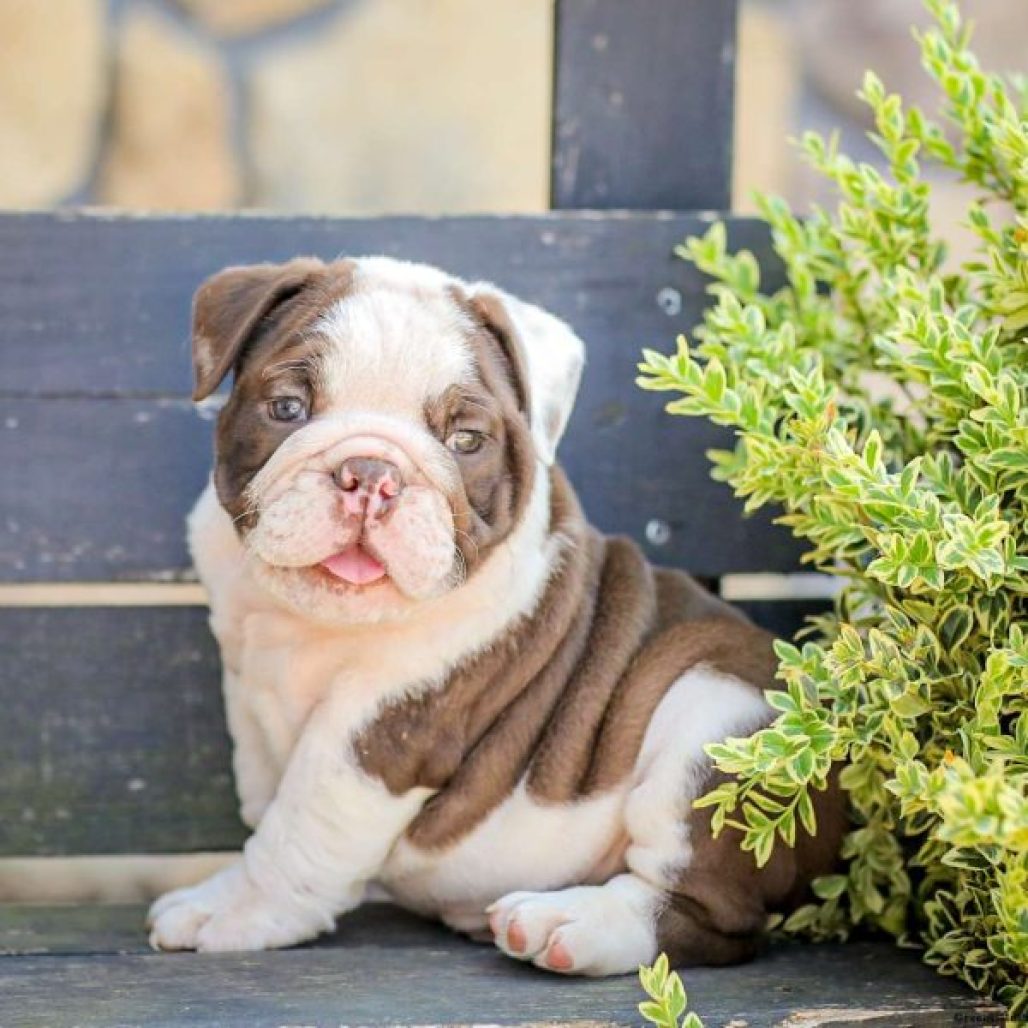 American-Bulldog-puppy-1-600x600
