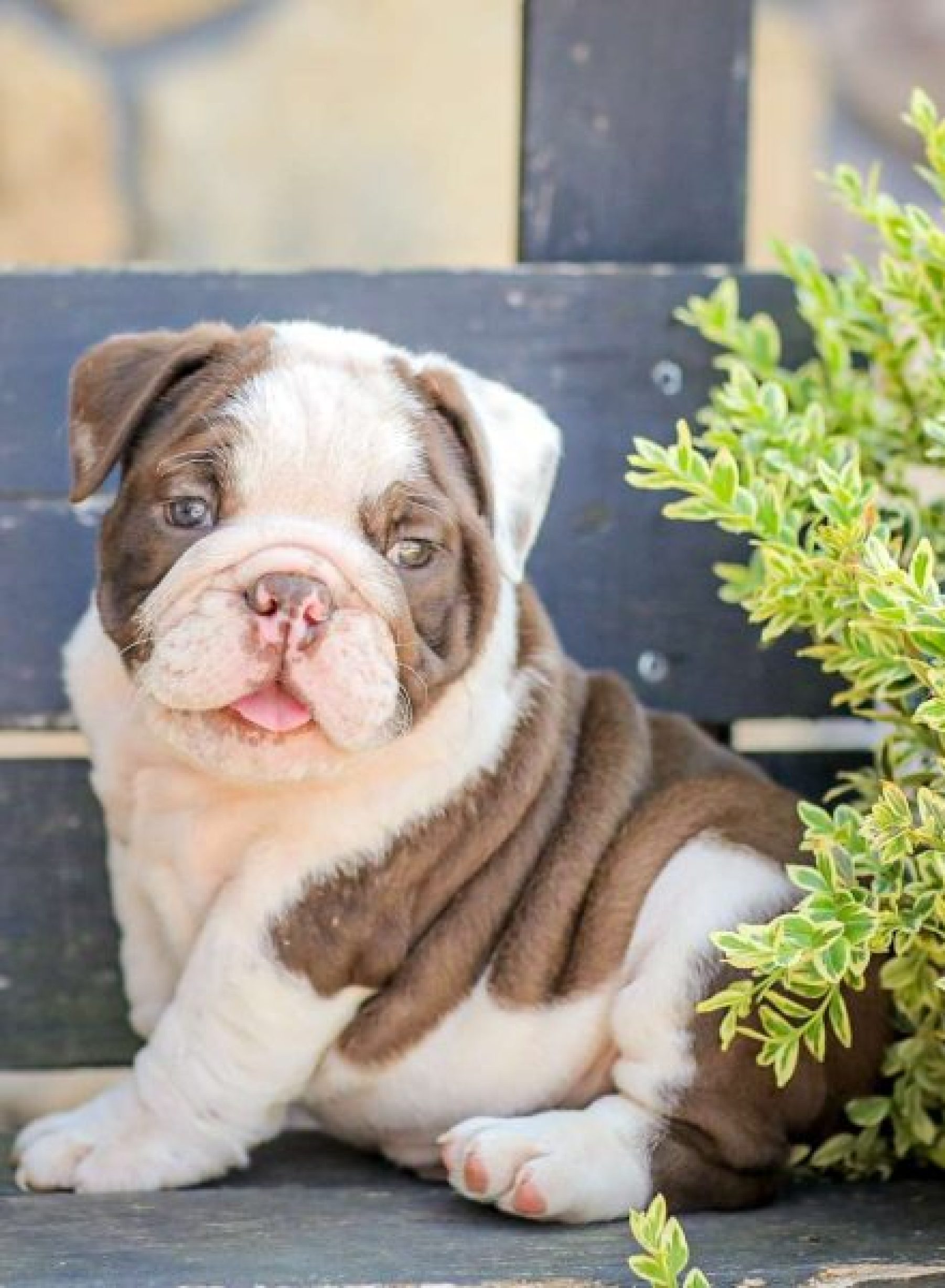 American-Bulldog-puppy-1-600x600