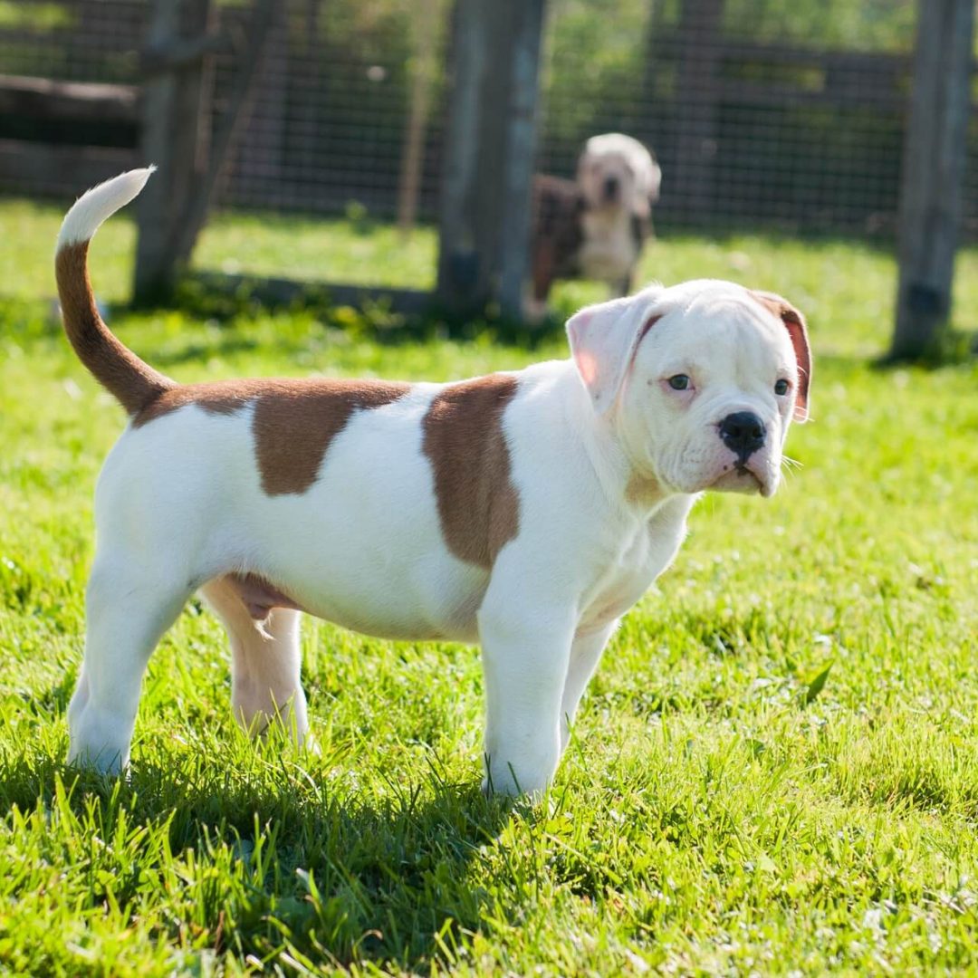 shutterstock_1927063958